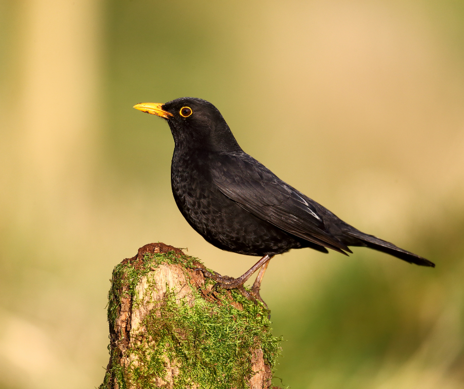 A blackbird sits on a fence.