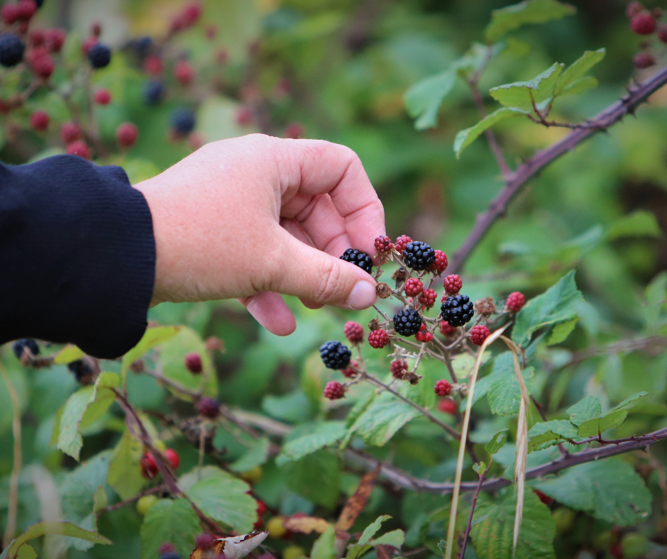 a hand picking blackberries from a blackberry bush