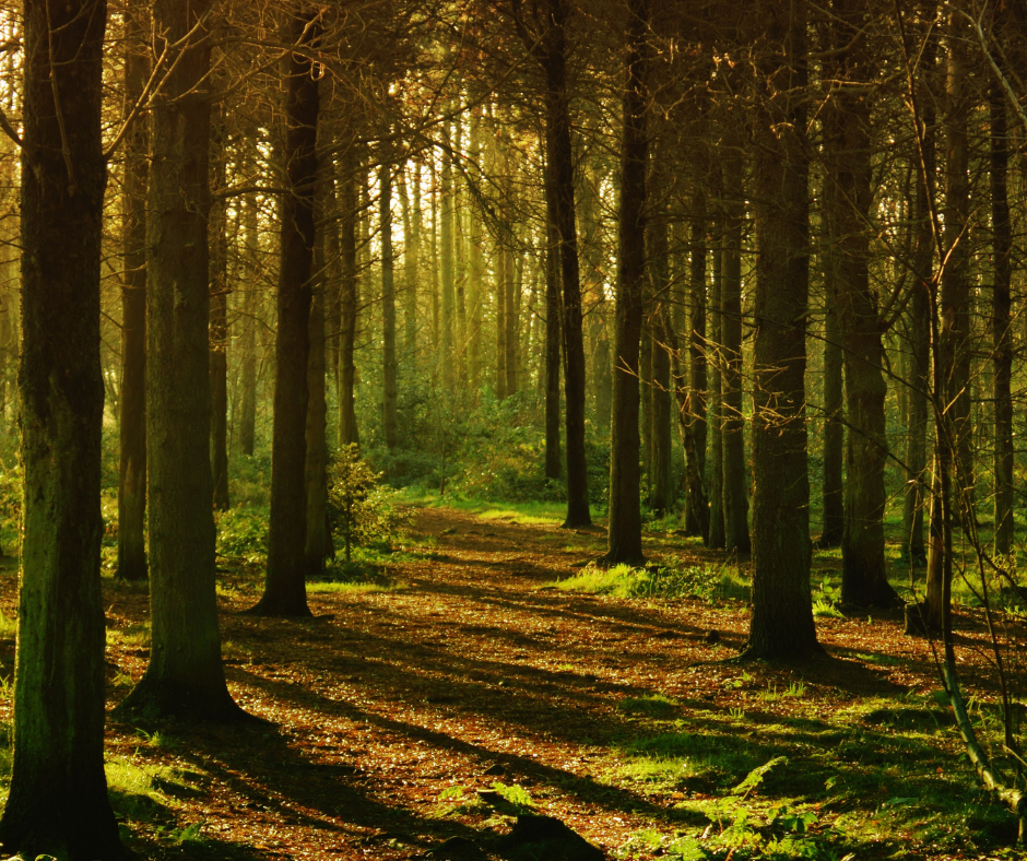An empty woodland area with sunlight coming through the leaves.
