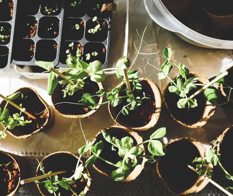 Cups of seeds that are sprouting on a sunny work bench.