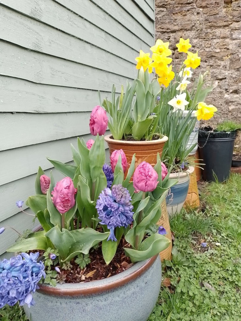 Plants next to a shed
