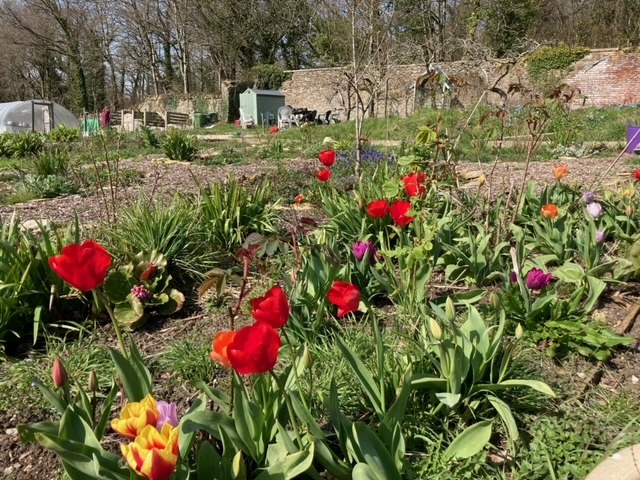 Tulips in an allotment in the sunshine