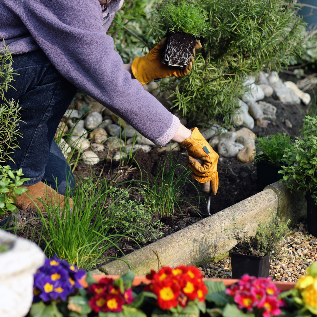 Someone digs in a flower bed. There are brightly coloured flowers ready to go in the flower bed.
