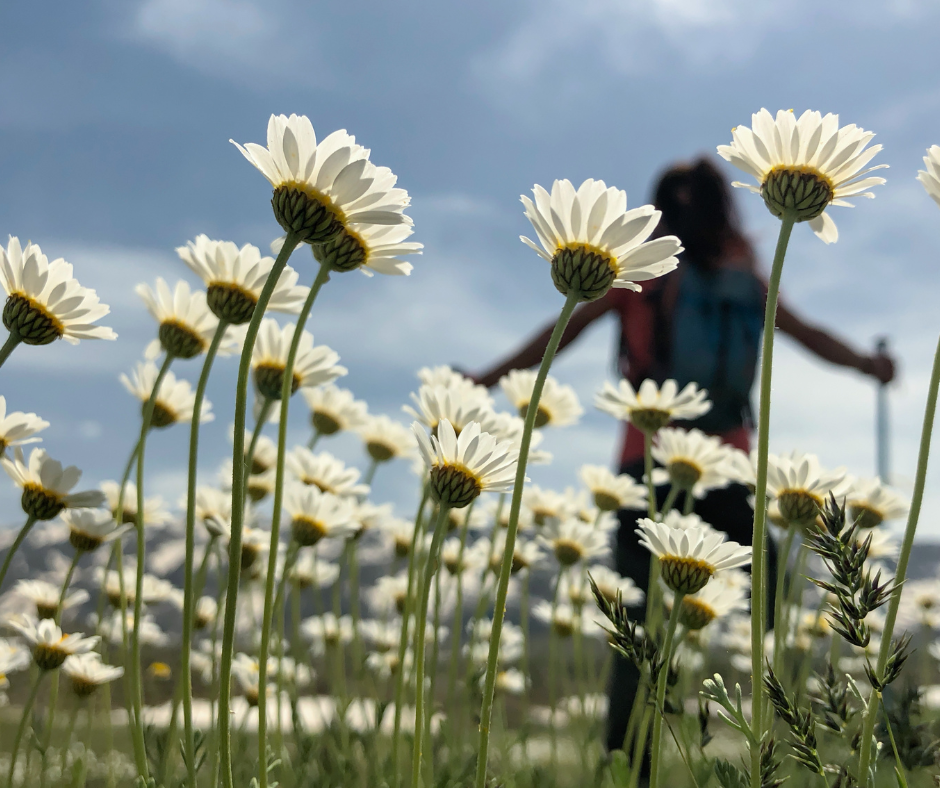 Daisys in a field with a walker standing admiring the view