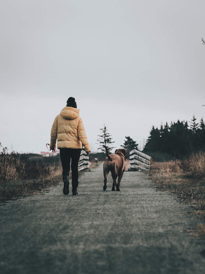 A woman from behind walking a dog over a bridge