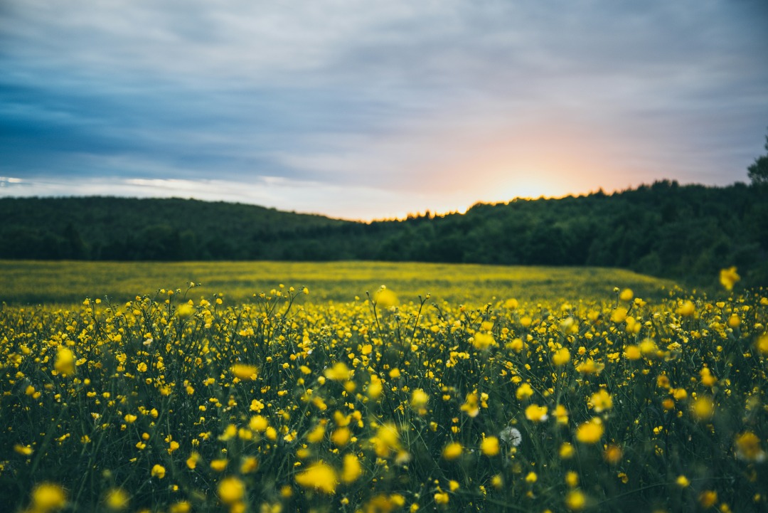 Buttercups in a field with sun