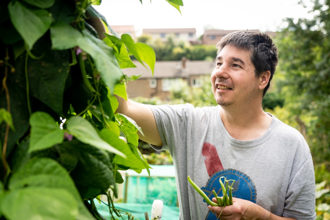 A white man picks beans in an allotment